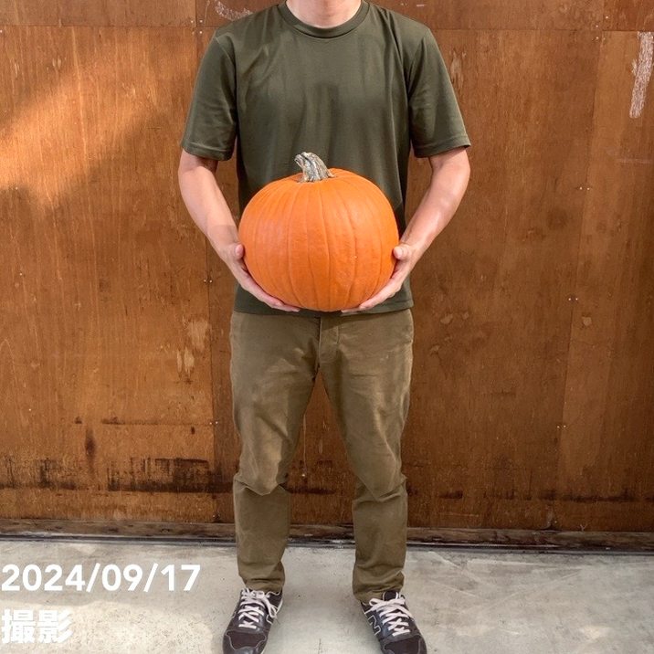 北海道産 ハロウィンかぼちゃ 直径約30cm｜雑貨10-TU | インテリア