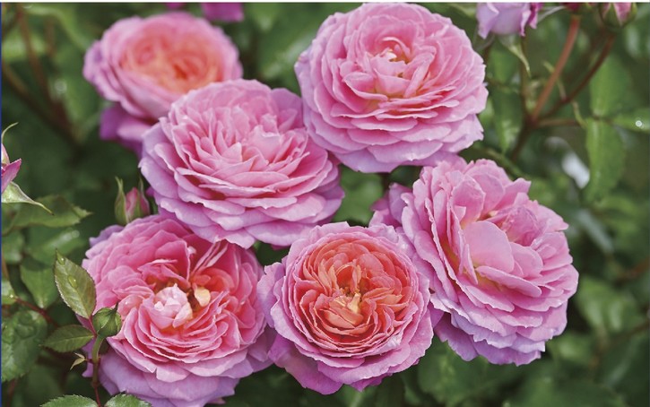 バラ大苗 フルレット 7号 Delbard デルバール｜花木04-PA | 花木・庭木