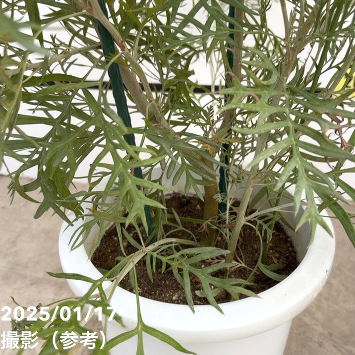 アップルマンゴー アーウィン マンゴーの木 8号 M98番 現品】アップル