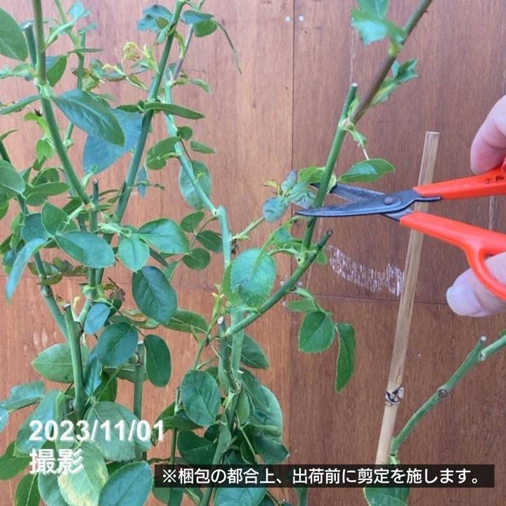 充実の長尺バラ ラ・ローズ・ドゥ・モリナール 7号 Delbard デルバール