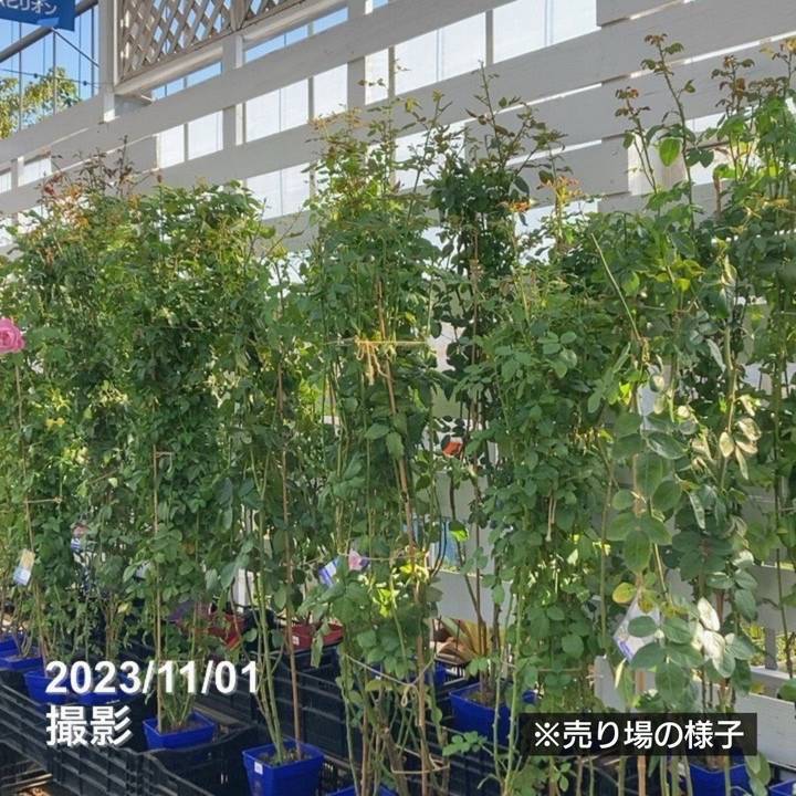 充実の長尺バラ ラ・ローズ・ドゥ・モリナール 7号 Delbard デルバール