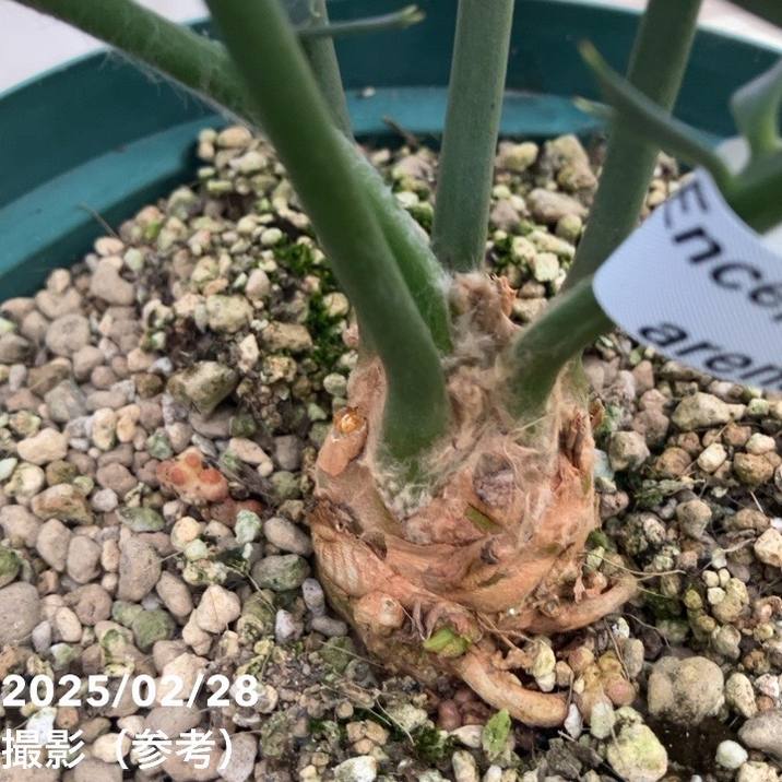 激レア！現品お届け】エンセファラルトス アレナリウス