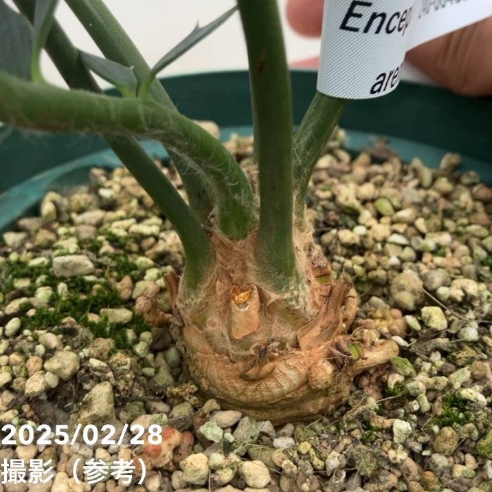 激レア！現品お届け】エンセファラルトス アレナリウス