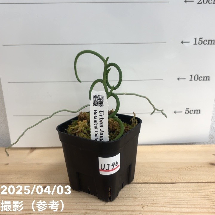 現品お届け】パピリオナンテ テレス バリエガータ オリンピック