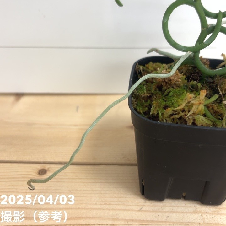 現品お届け】パピリオナンテ テレス バリエガータ オリンピック