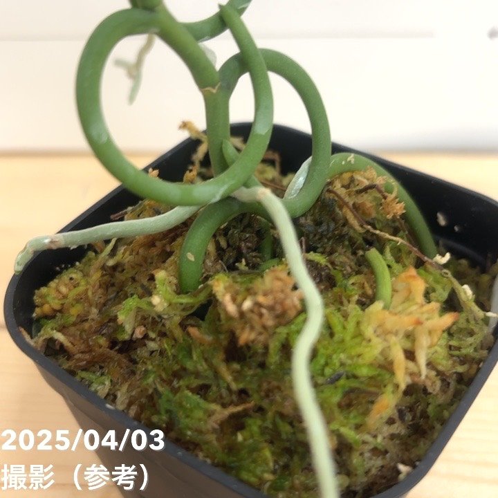 現品お届け】パピリオナンテ テレス バリエガータ オリンピック