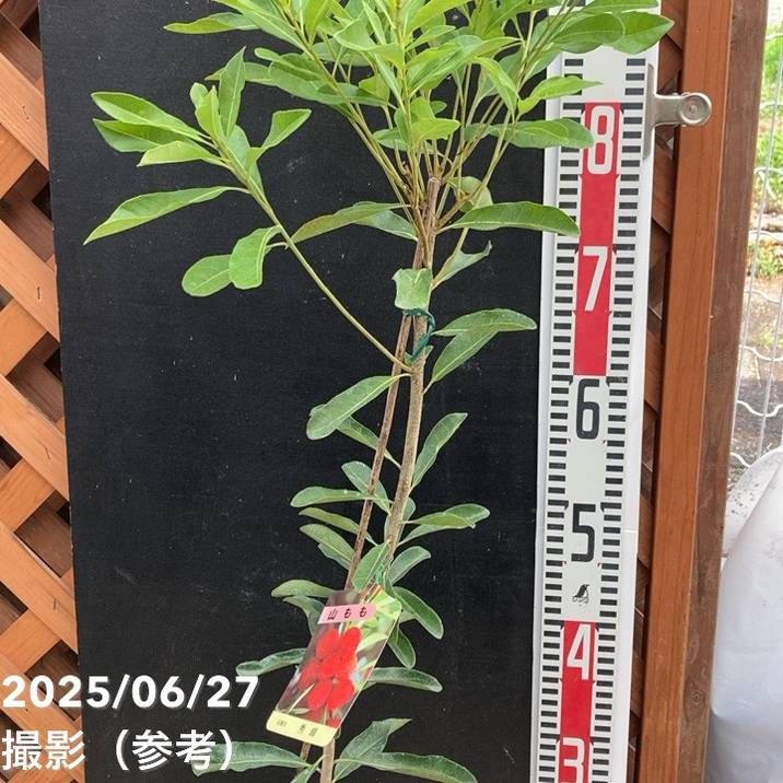 ヤマモモ 4号 秀峰｜果樹04-PA | 果樹,[珍しい果樹] | 赤塚植物園