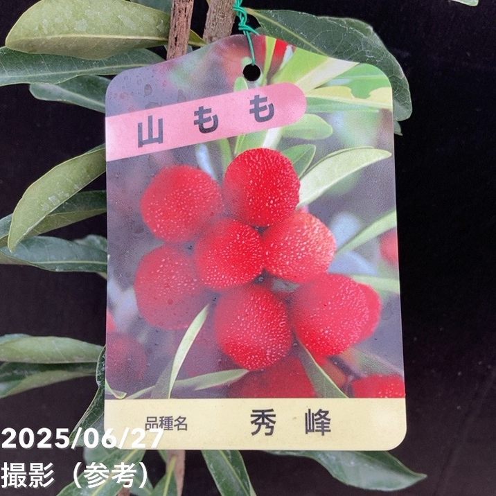 ヤマモモ 4号 秀峰｜果樹04-PA | 果樹,[珍しい果樹] | 赤塚植物園
