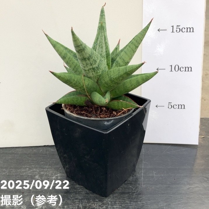 サンスベリア フローズンスローン サンセベリア sansevieria 65周年記念セール】サンスベリア 3.5号角鉢 スノーロータス Snow lotus