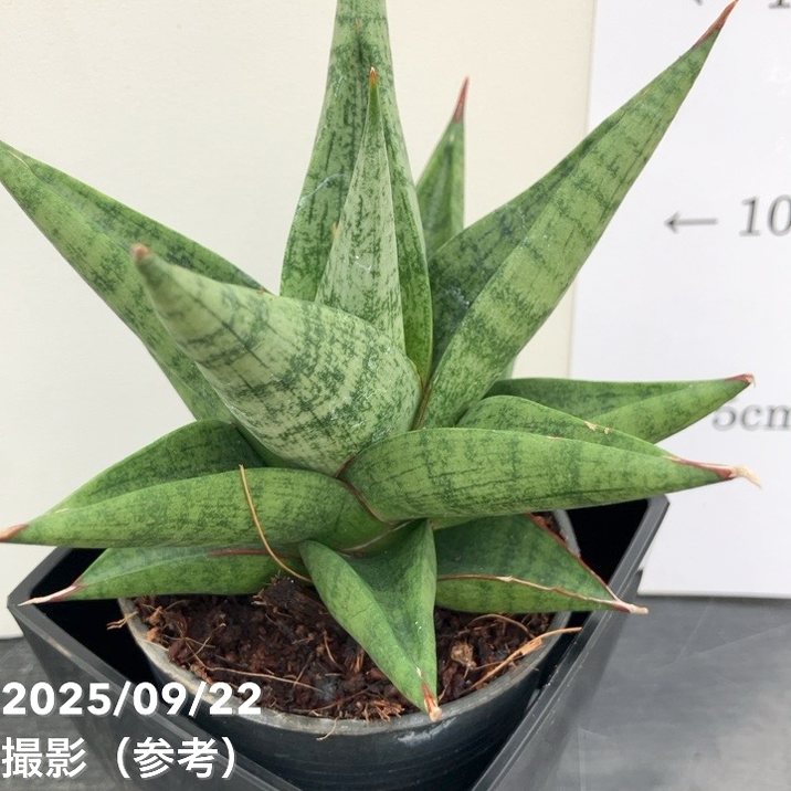 サンスベリア 3.5号角鉢 スノーロータス Snow lotus ポット投げ込み