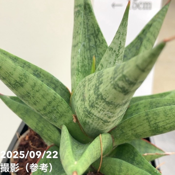 サンスベリア 3.5号角鉢 スノーロータス Snow lotus ポット投げ込み