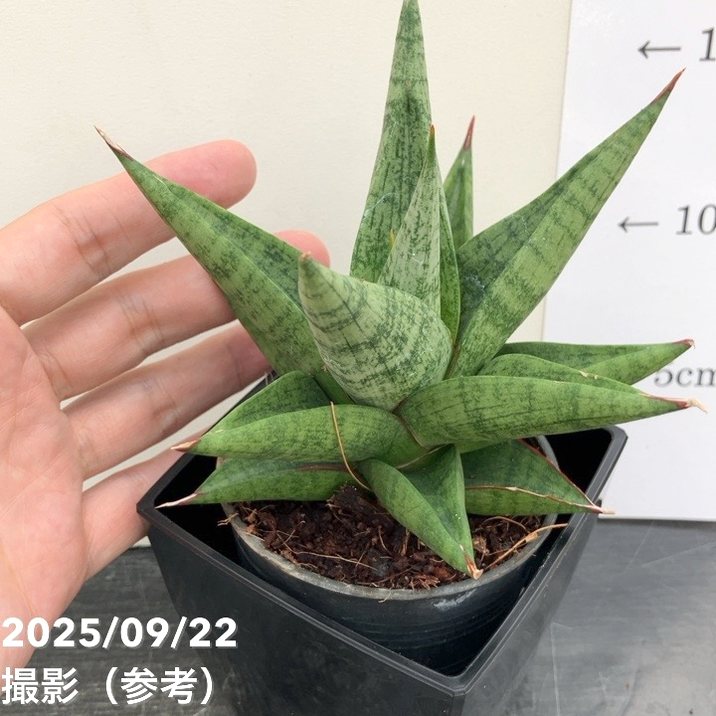 サンスベリア 3.5号角鉢 スノーロータス Snow lotus ポット投げ込み