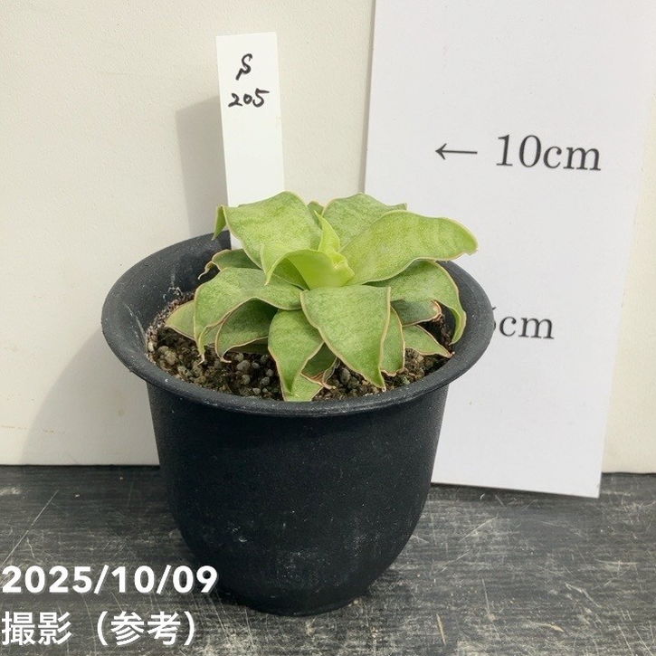 【激レア!現品お届け】サンスベリア 3号 Yellow Rose イエローローズ プラ鉢仕様(S205)|観葉02-D2