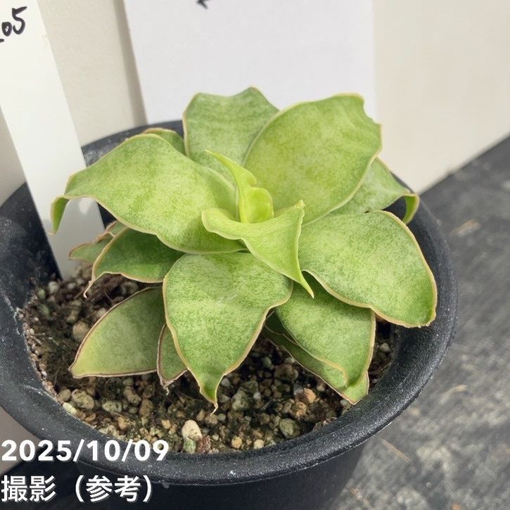 【激レア!現品お届け】サンスベリア 3号 Yellow Rose イエローローズ プラ鉢仕様(S205)|観葉02-D2