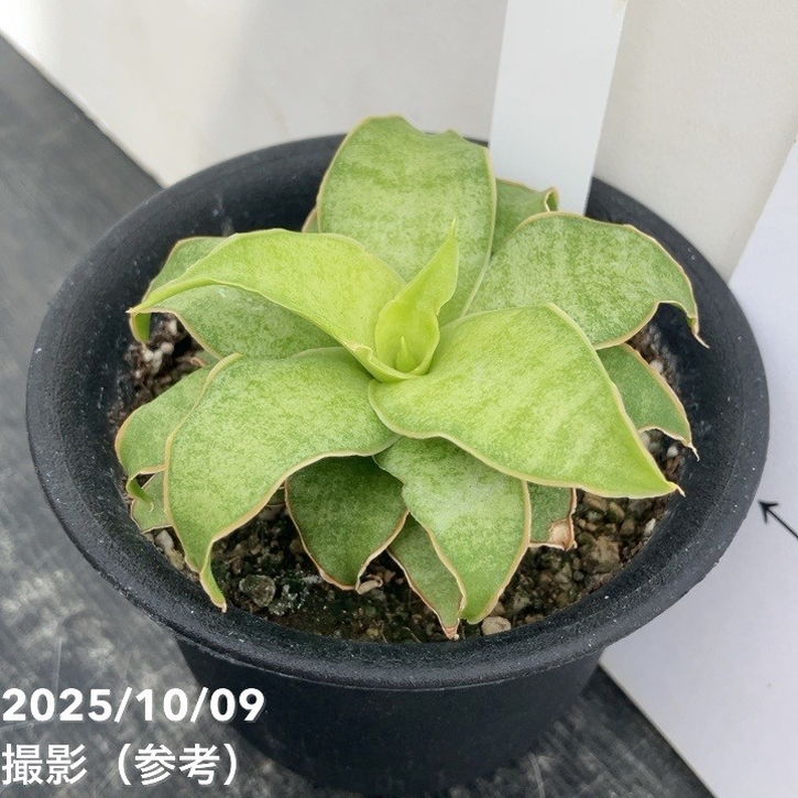 【激レア!現品お届け】サンスベリア 3号 Yellow Rose イエローローズ プラ鉢仕様(S205)|観葉02-D2