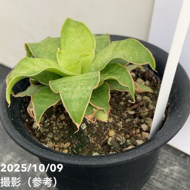 【激レア!現品お届け】サンスベリア 3号 Yellow Rose イエローローズ プラ鉢仕様(S205)|観葉02-D2