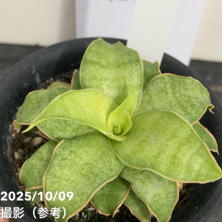 【激レア!現品お届け】サンスベリア 3号 Yellow Rose イエローローズ プラ鉢仕様(S205)|観葉02-D2