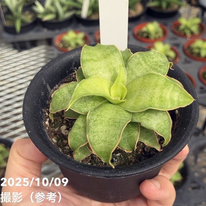 【激レア!現品お届け】サンスベリア 3号 Yellow Rose イエローローズ プラ鉢仕様(S205)|観葉02-D2