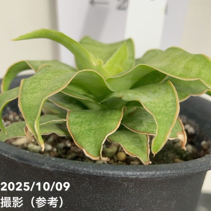 【激レア!現品お届け】サンスベリア 3号 Yellow Rose イエローローズ プラ鉢仕様(S205)|観葉02-D2