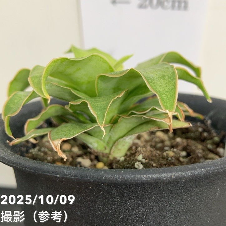 【激レア!現品お届け】サンスベリア 3号 Yellow Rose イエローローズ プラ鉢仕様(S205)|観葉02-D2