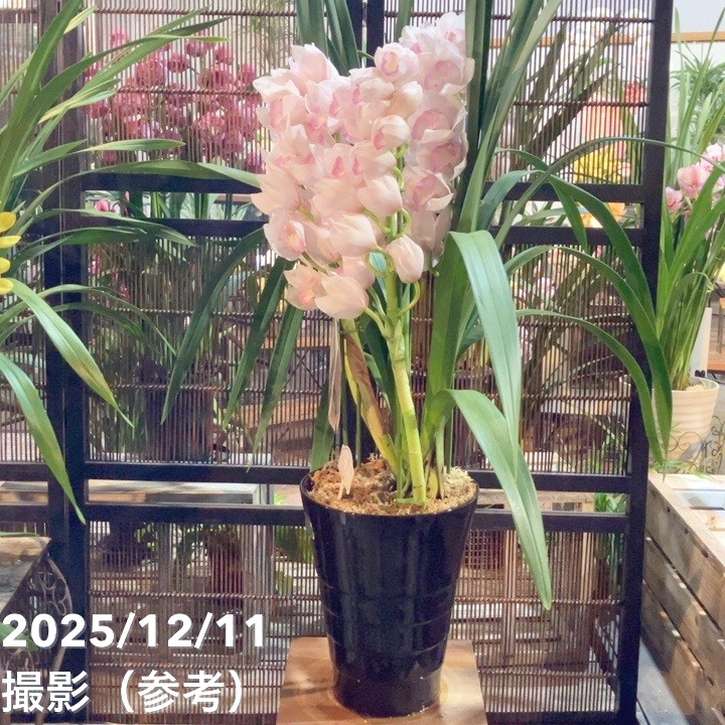 シンビジューム 8号 陶器鉢 4本立 マリーローランサン｜s200｜洋蘭04