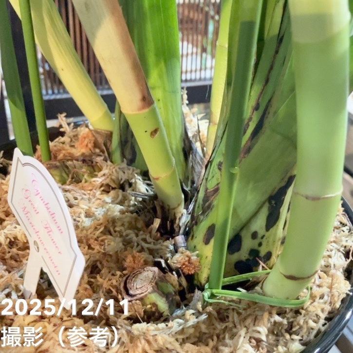 シンビジューム 8号 陶器鉢 4本立 マリーローランサン｜s200｜洋蘭04