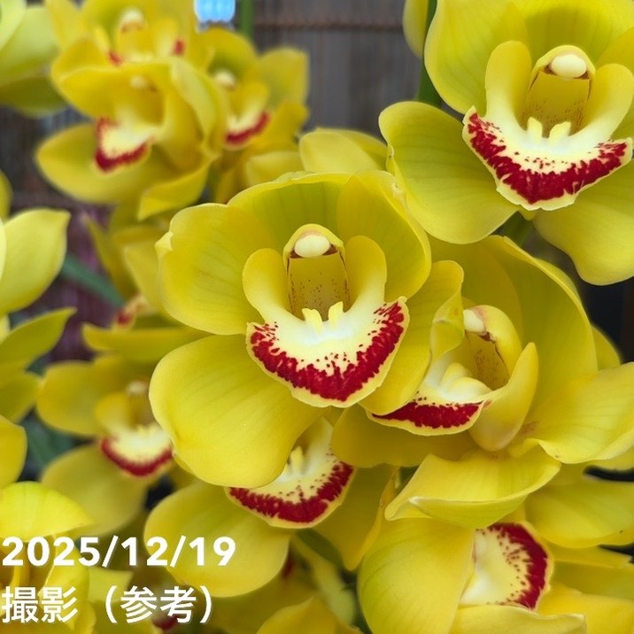 シンビジウム スプリングナイト ディープインパクト 4F シンビジューム 6号プラ鉢 5本立 スプリングナイト ディープインパクト