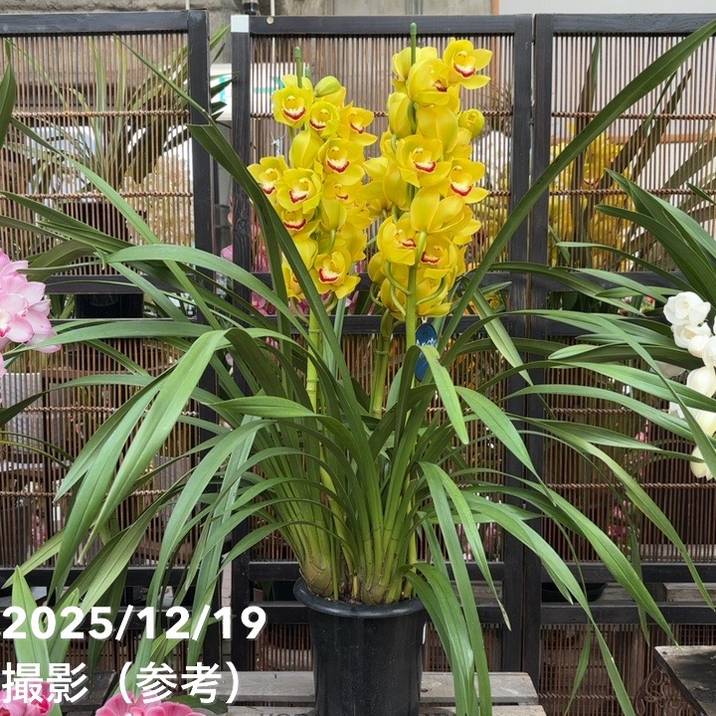 シンビジューム 6号プラ鉢 5本立 スプリングナイト ディープインパクト