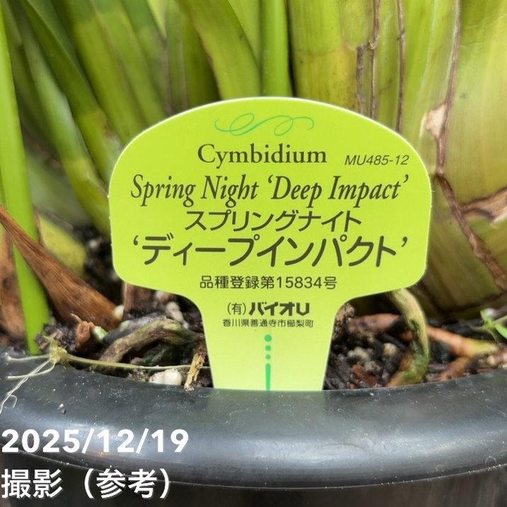 シンビジューム 6号プラ鉢 5本立 スプリングナイト ディープインパクト