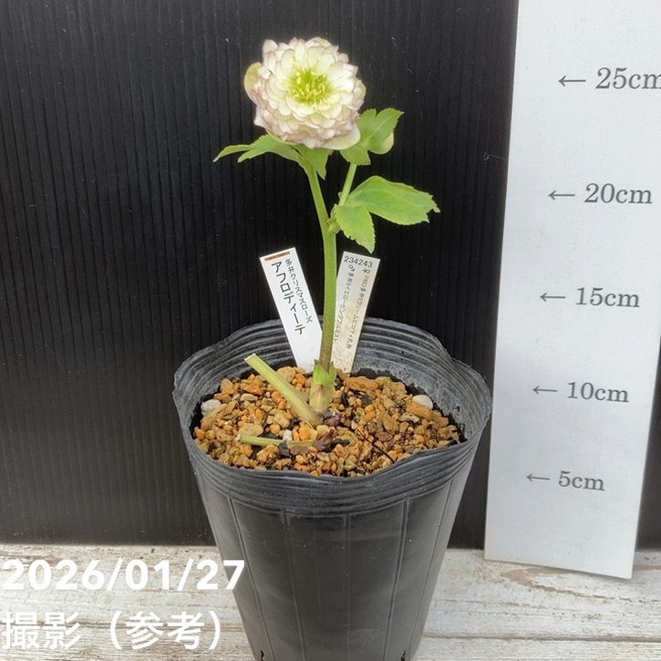 お買い得一点物咲き進み株】加藤農園 クリスマスローズ アフロディーテ