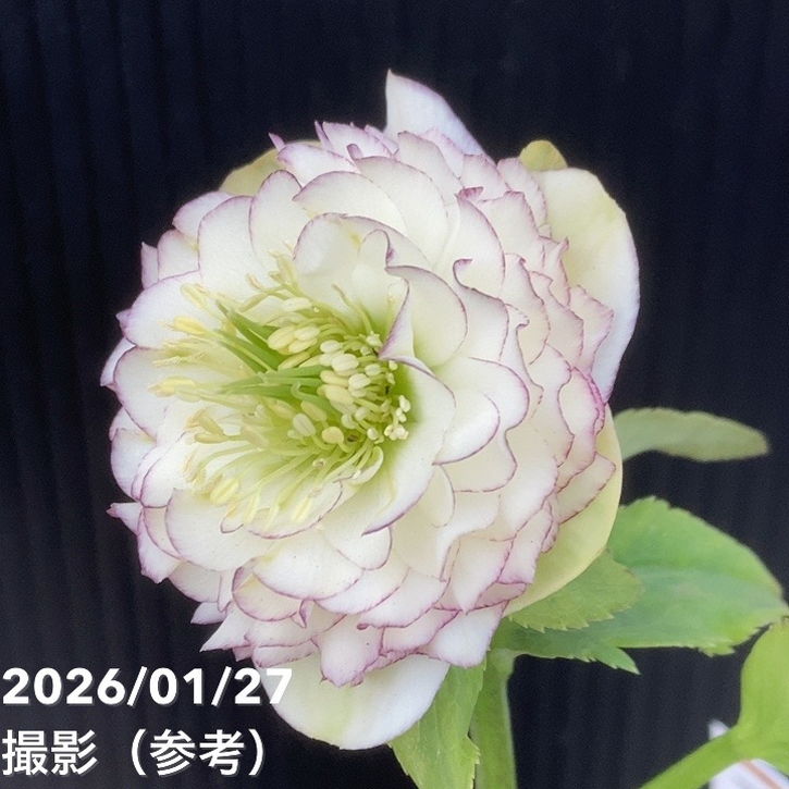 お買い得一点物咲き進み株】加藤農園 クリスマスローズ アフロディーテ