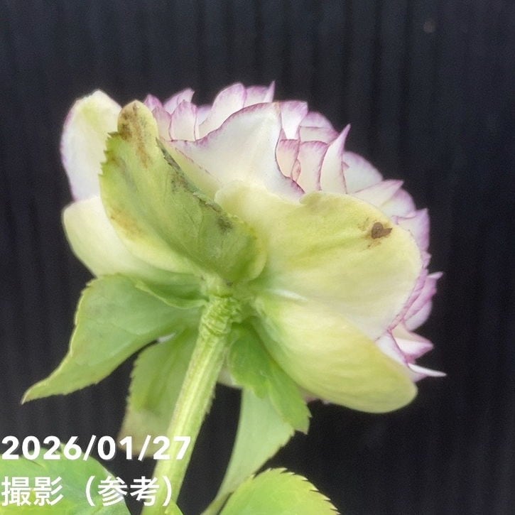 お買い得一点物咲き進み株】加藤農園 クリスマスローズ アフロディーテ