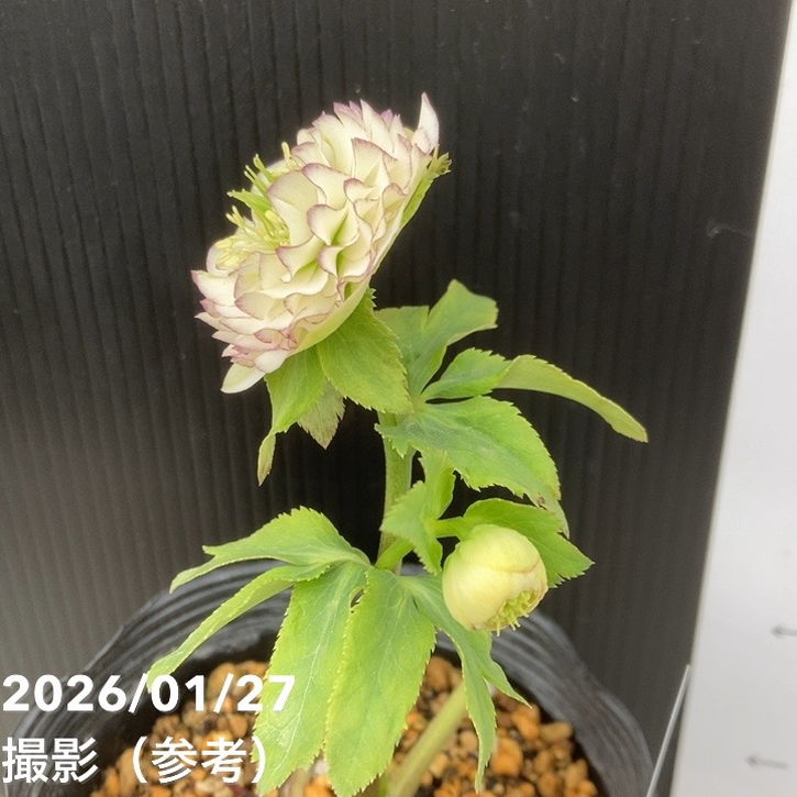 お買い得一点物咲き進み株】加藤農園 クリスマスローズ アフロディーテ