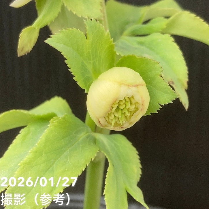 お買い得一点物咲き進み株】加藤農園 クリスマスローズ アフロディーテ