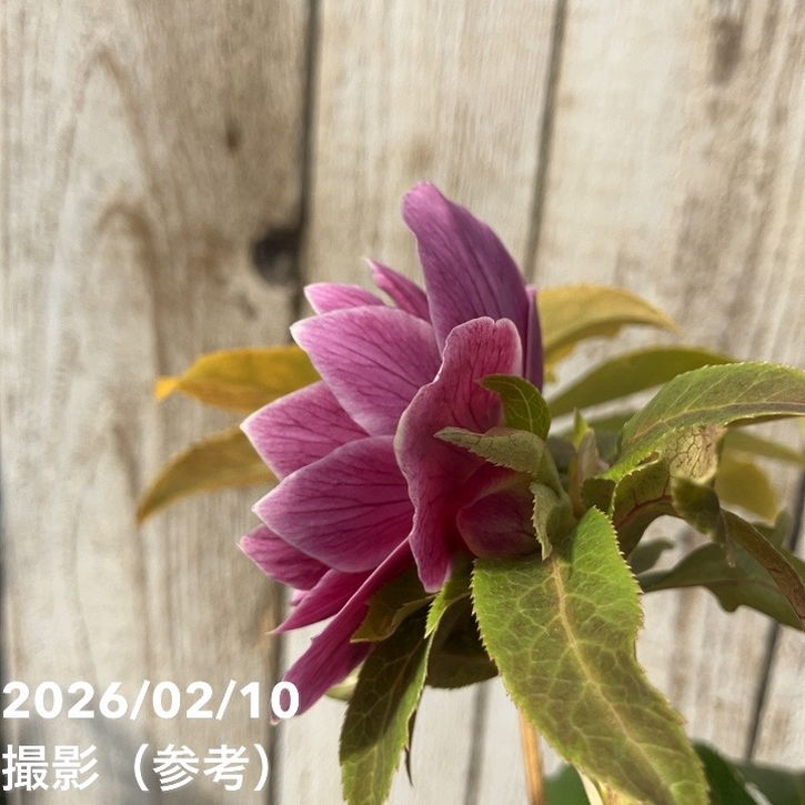 一点物】広瀬園芸 クリスマスローズ 4.5号（HR17）｜山野04-PA | 草花