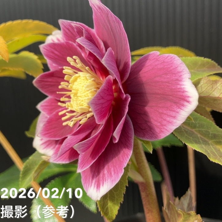 一点物】広瀬園芸 クリスマスローズ 4.5号（HR17）｜山野04-PA | 草花