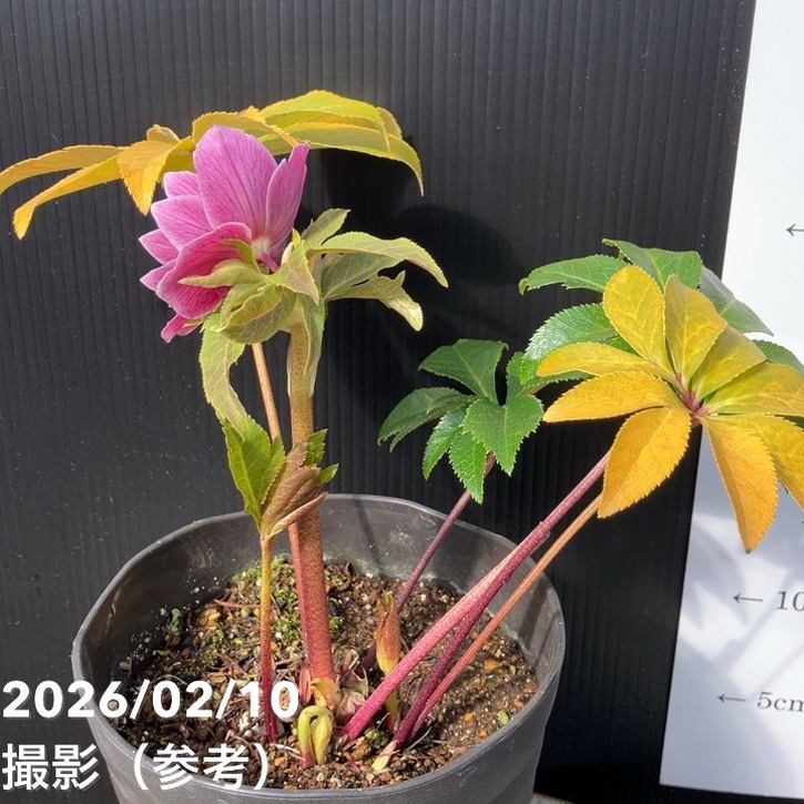 一点物】広瀬園芸 クリスマスローズ 4.5号（HR17）｜山野04-PA | 草花