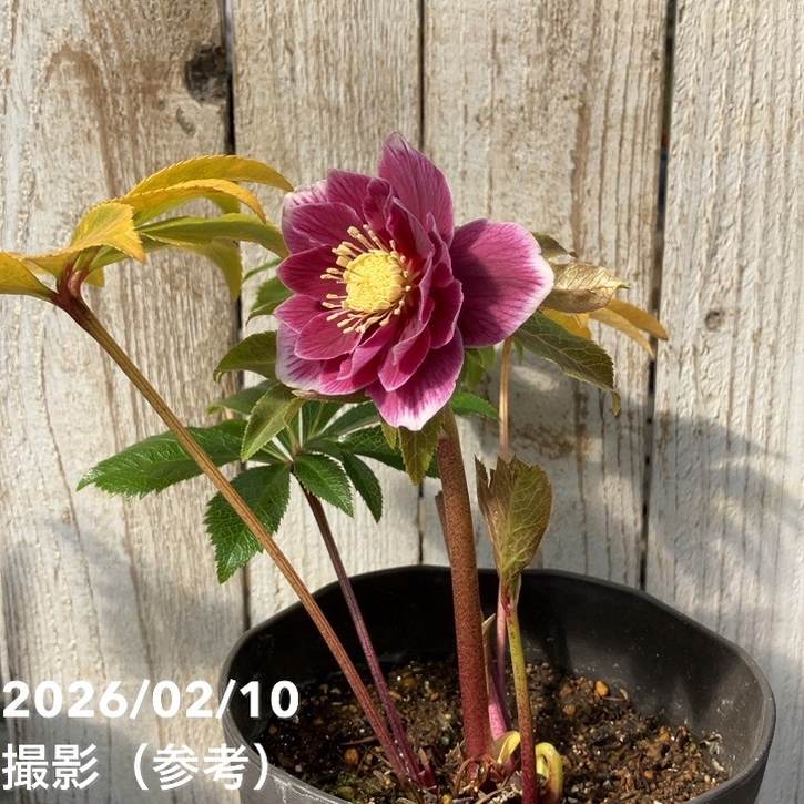 一点物】広瀬園芸 クリスマスローズ 4.5号（HR17）｜山野04-PA | 草花