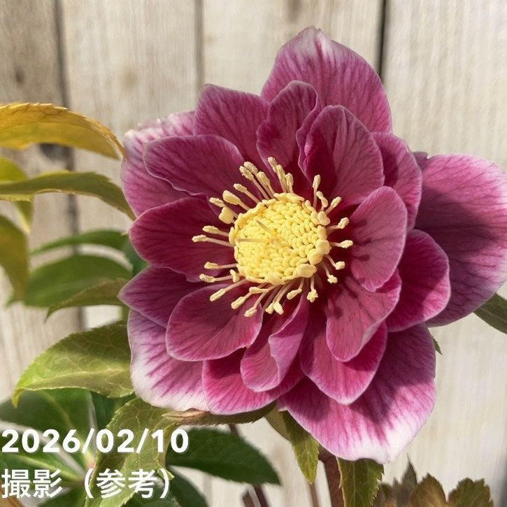 一点物】広瀬園芸 クリスマスローズ 4.5号（HR17）｜山野04-PA | 草花