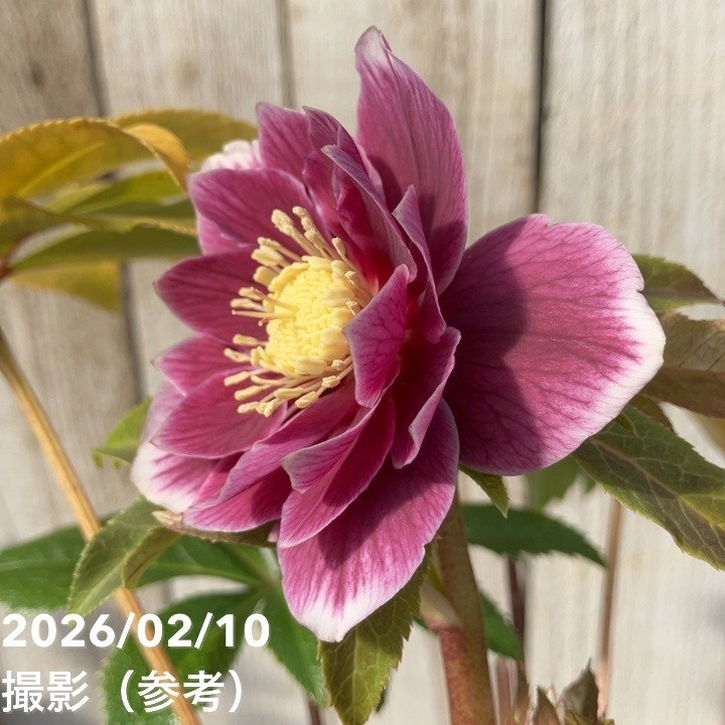 一点物】広瀬園芸 クリスマスローズ 4.5号（HR17）｜山野04-PA | 草花