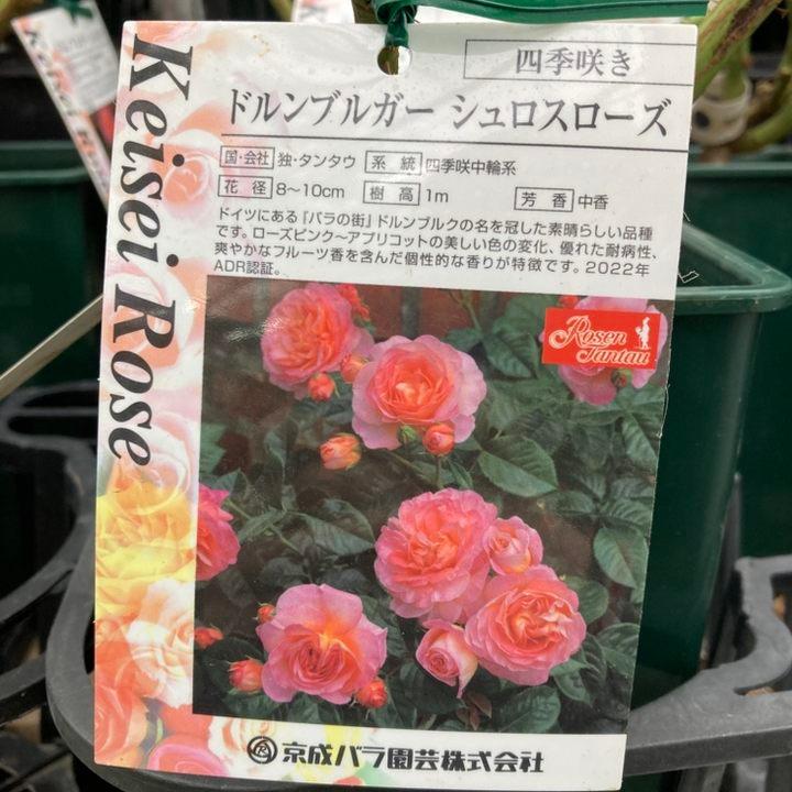 バラ大苗 ドルンブルガー シュロスローズ 7号 京成バラ園芸｜花木04-PA