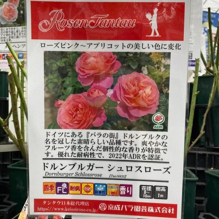 バラ大苗　販売します 大苗】バラ苗 ライフ 国産苗 6号鉢植え品［農林水産省 品種登録出願中