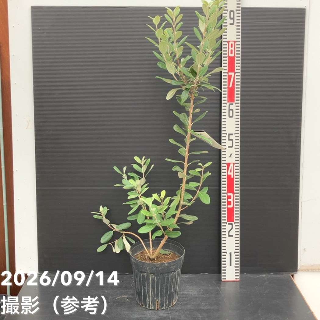 フェイジョア アポロ 6号｜果樹10-TU | 果樹 | 赤塚植物園オンライン
