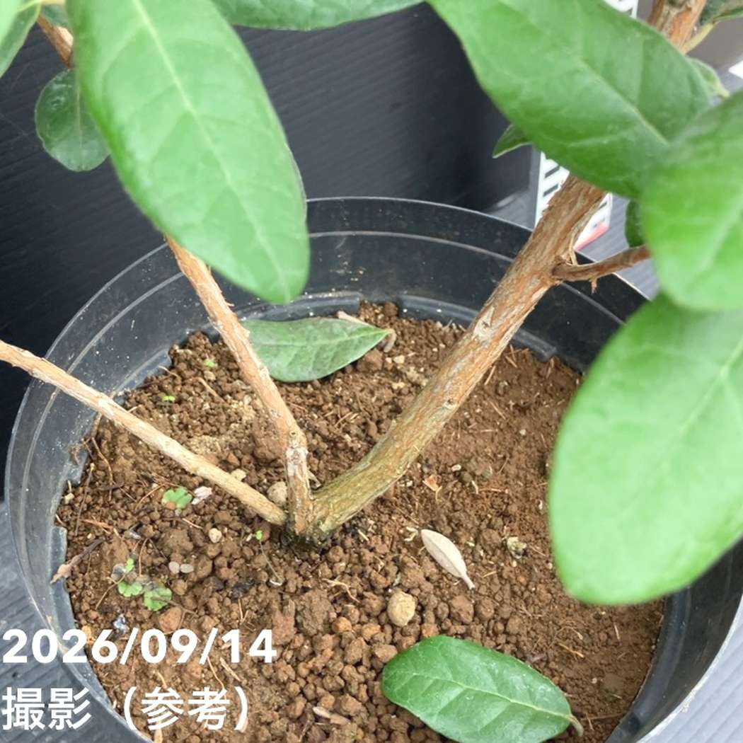 フェイジョア アポロ 6号｜果樹10-TU | 果樹 | 赤塚植物園オンライン