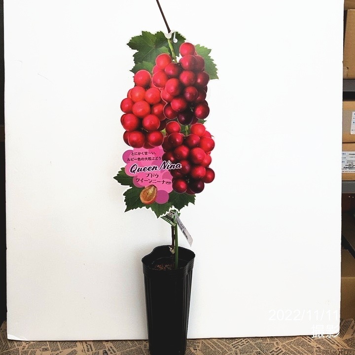 シャインマスカット苗木1株、クイーンニーナ苗木1株 国華園