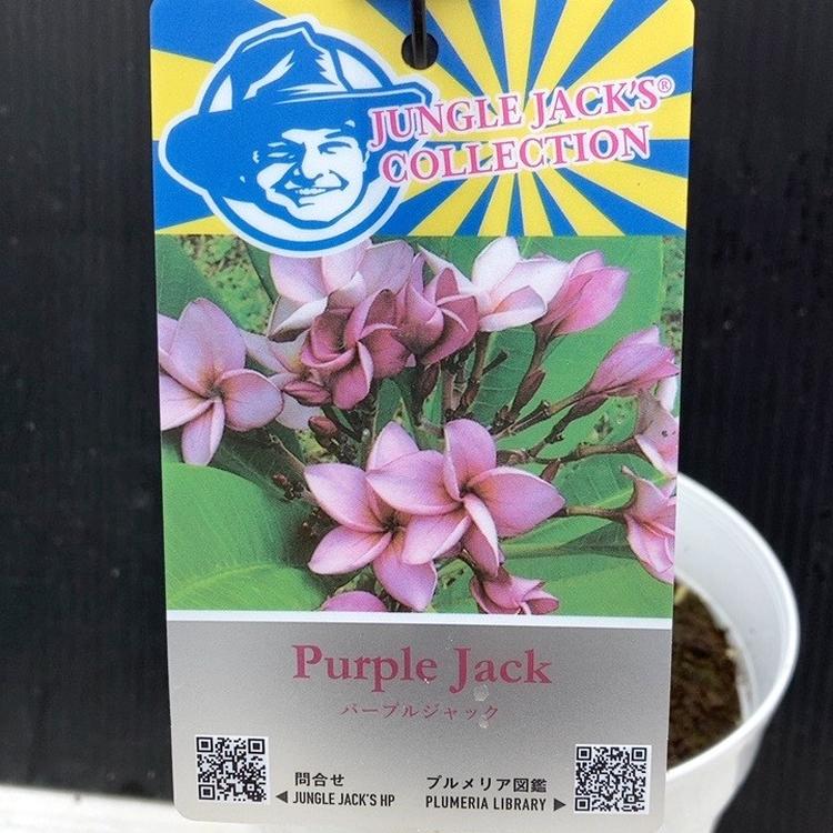 プルメリア パープルジャック（Purple Jack）5号｜花木04-PA | 花木