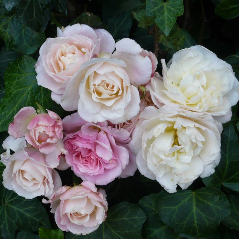 ワンコ　バラ苗 楽天市場】バラ苗【中苗】ハニーディジョン 国産苗 6号鉢植え品《J