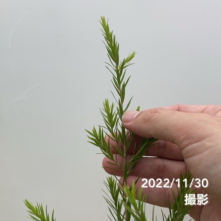 メラレウカ ブラックティーツリー 3.5号 2株セット ※お届けに10日程度かかる場合がございます。|花木10-TN