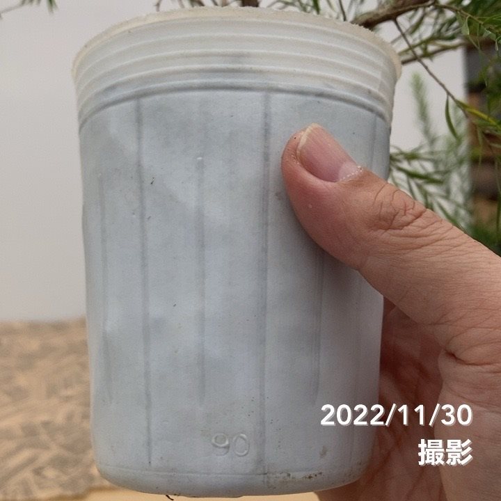 メラレウカ ブラックティーツリー 3.5号 2株セット ※お届けに10日程度かかる場合がございます。|花木10-TN