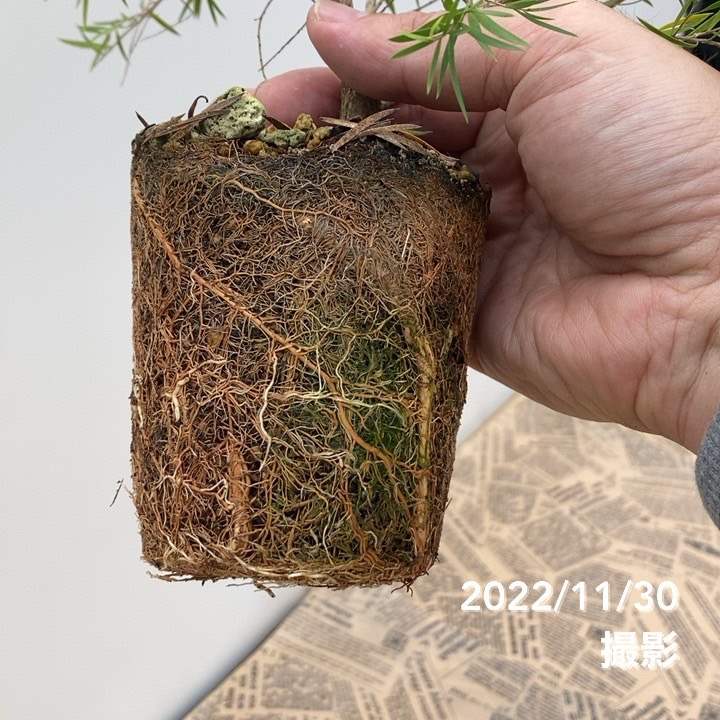 メラレウカ ブラックティーツリー 3.5号 2株セット ※お届けに10日程度かかる場合がございます。|花木10-TN